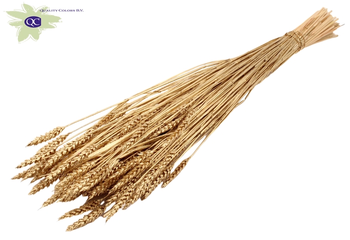 Triticum (sunbleached) per bunch Antique Gold