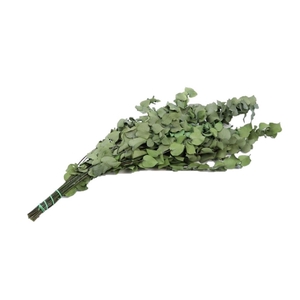 Preserved Eucalyptus Stuart. 65cm 150g