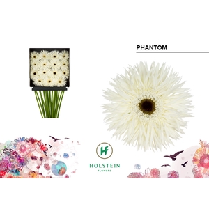 Gerbera Spider Phantom Diamond Per Kaart