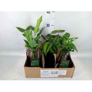 Planten  ..mix