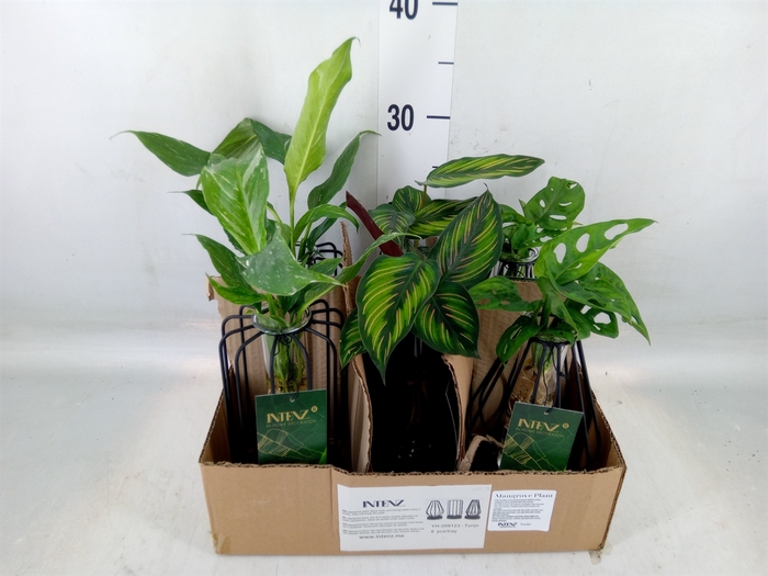 <h4>Planten  ..mix</h4>