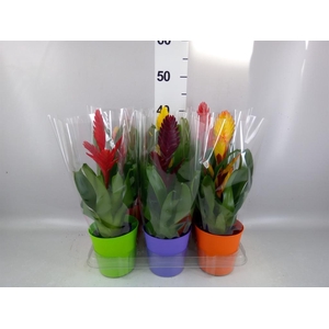 Vriesea   ...mix 6