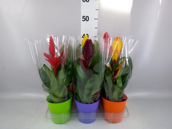 <h4>Vriesea   ...mix 6</h4>