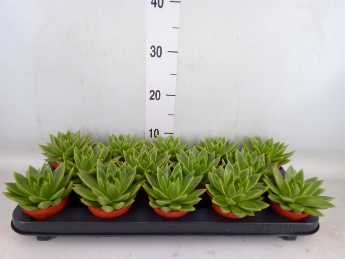 <h4>Echeveria  'Miranda'</h4>