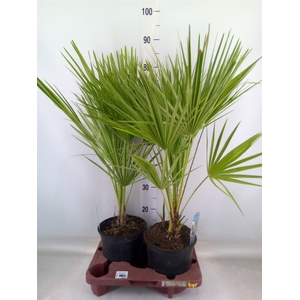 Chamaerops humilis