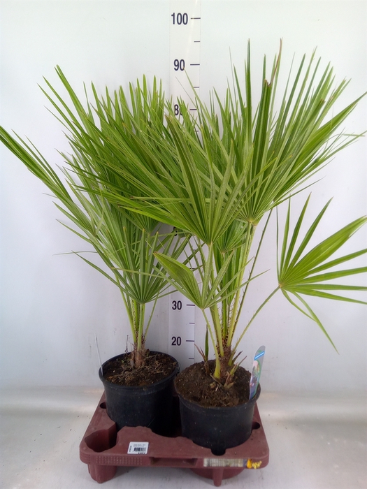 <h4>Chamaerops humilis</h4>