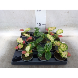 Aglaonema   ...