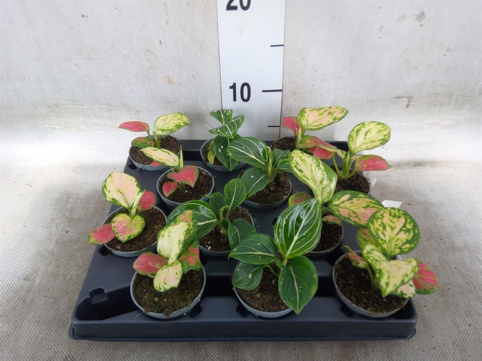 <h4>Aglaonema   ...</h4>