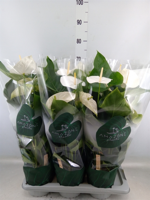 <h4>Anthurium andr. 'Samora'</h4>