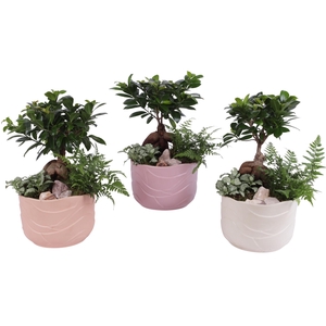 Yearround Arr. Indoor Ceramic Soft Elegance SE660 Ø20cm 3PP