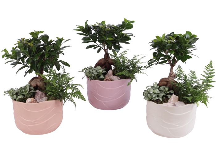 <h4>Yearround Arr. Indoor Ceramic Soft Elegance SE660 Ø20cm 3PP</h4>