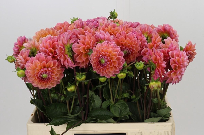 <h4>Dahlia Linda's Baby</h4>