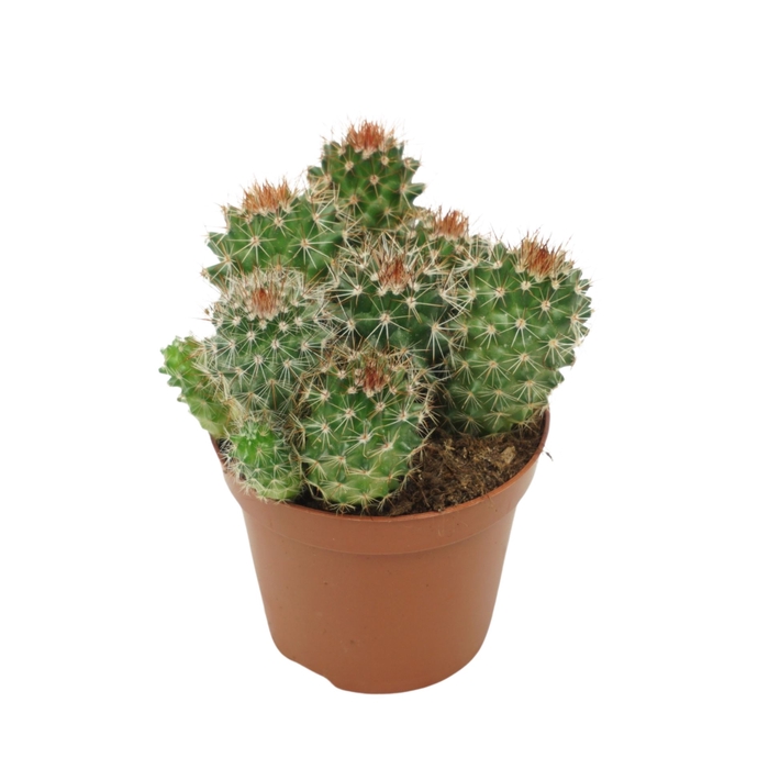 <h4>Mammillaria backebergiana subsp. er</h4>