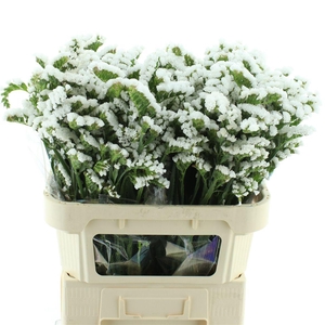 Limonium St White Birds X50
