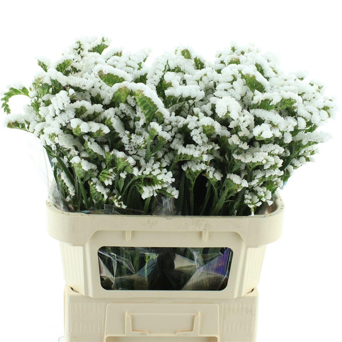 <h4>Limonium St White Birds X50</h4>