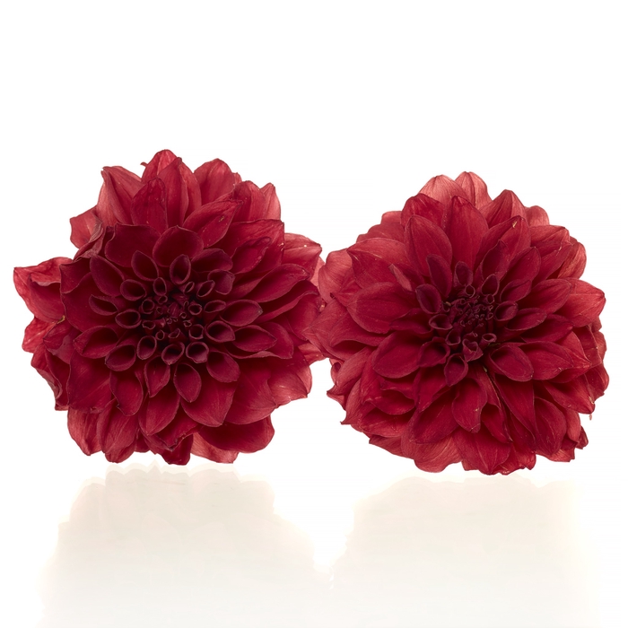 <h4>Dahlia red 5,5-6cm</h4>