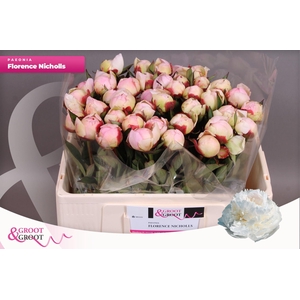 Paeonia Florence Nicholls