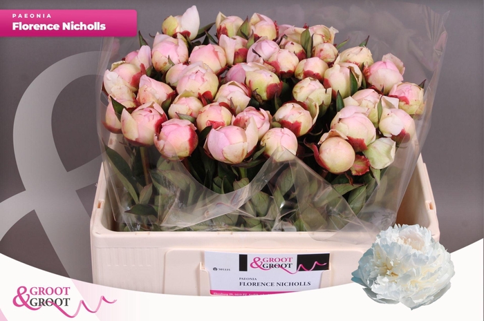 <h4>Paeonia Florence Nicholls</h4>