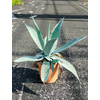 Agave americana