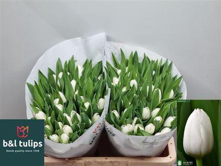 <h4>Tu En Royal Virgin</h4>