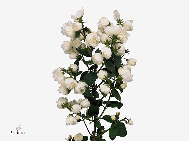 PHILAD MAG SNOWW FAN