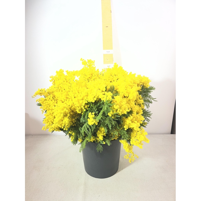 <h4>ACACIA DEALBATA TURNER PB</h4>