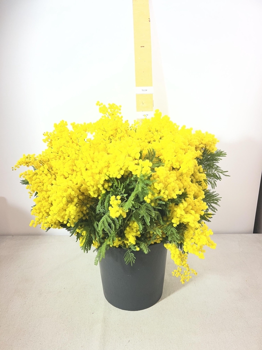 ACACIA DEALBATA TURNER PB