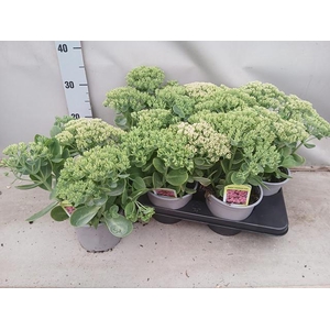 SEDUM TELEPHIUM