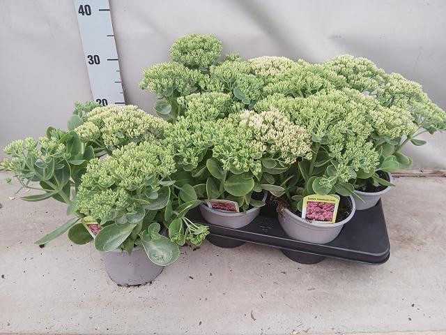 <h4>SEDUM TELEPHIUM</h4>