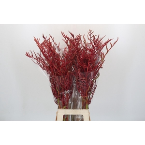 Bromelia Red Paloma