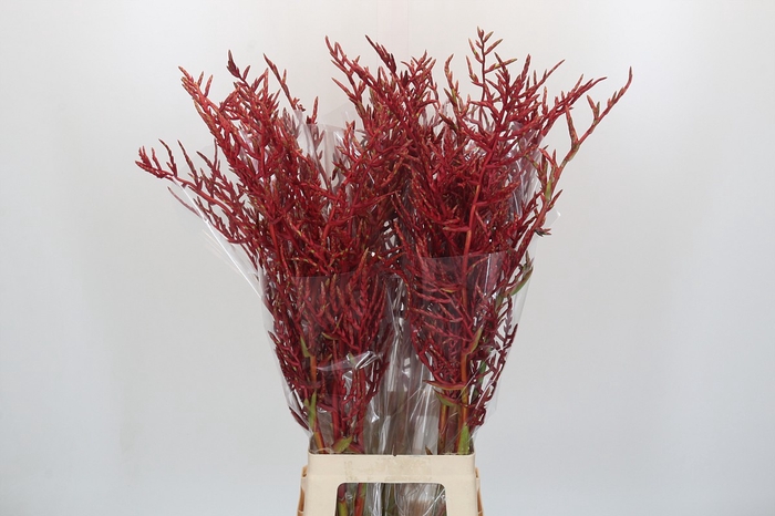 <h4>Bromelia Red Paloma</h4>