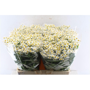 Tanacetum Single Vegmo