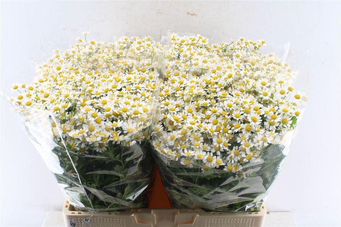 <h4>Tanacetum Single Vegmo</h4>