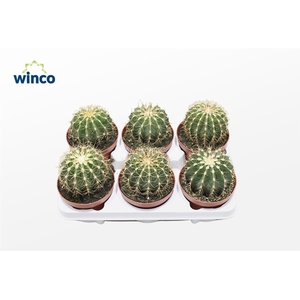 FEROCACTUS GLAUCES