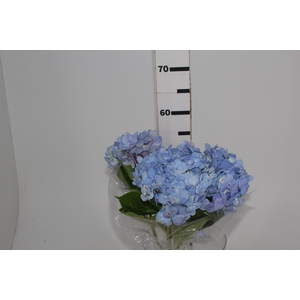 HORTENSIA AZUL