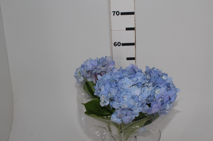 <h4>HORTENSIA AZUL</h4>