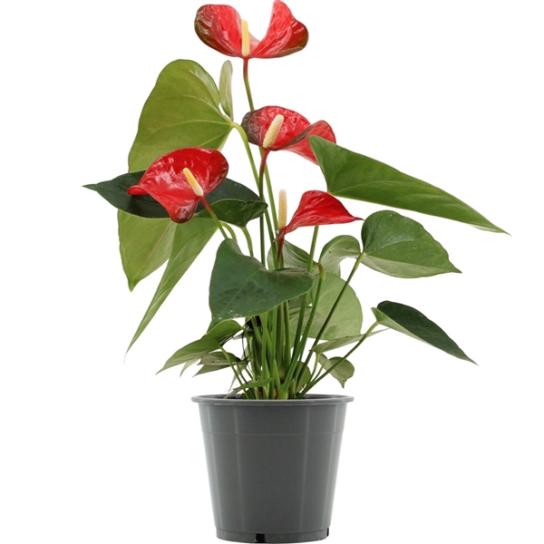 <h4>Anthurium Koro in transparant sleeve</h4>