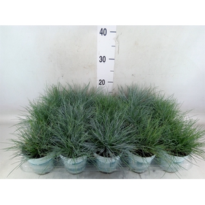 Festuca glauca 'Compacta Blue'