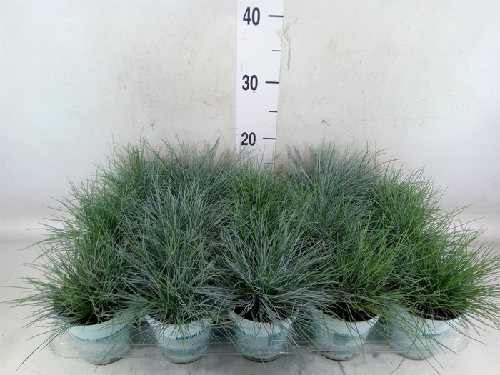 <h4>Festuca glauca 'Compacta Blue'</h4>