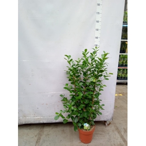 Ficus microcarpa 'Moclame'