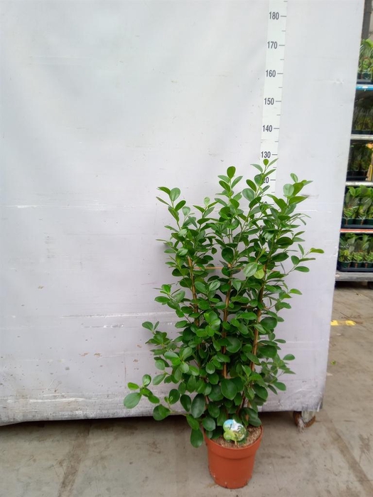 <h4>Ficus microcarpa 'Moclame'</h4>