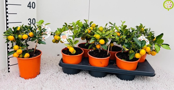 <h4>CITR MICROCARPA</h4>