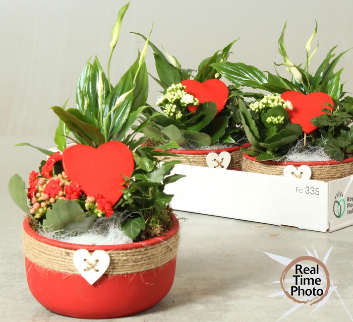 <h4>ARR KAMERPL</h4>