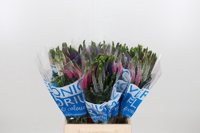 <h4>Veron Smart Col Gem</h4>