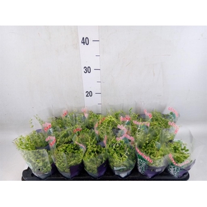 Senecio rowleyanus