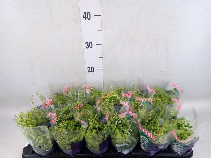 <h4>Senecio rowleyanus</h4>