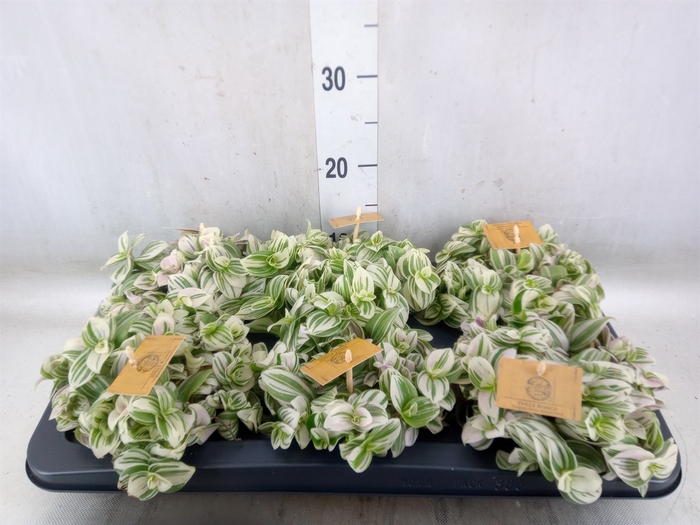 <h4>Tradescantia  'Brightness'</h4>