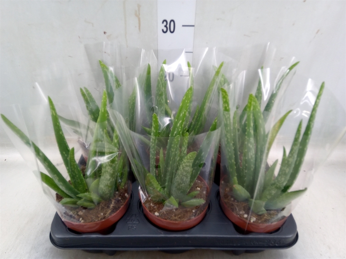 <h4>Aloe vera</h4>