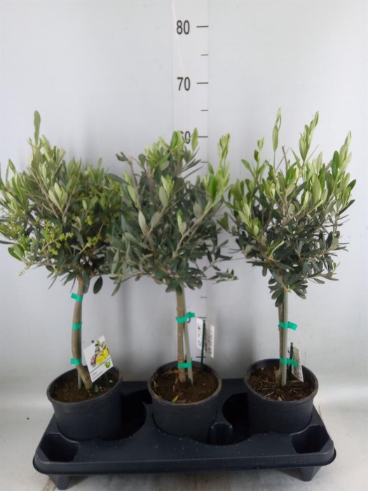 <h4>Olea europaea</h4>