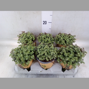 Callisia repens